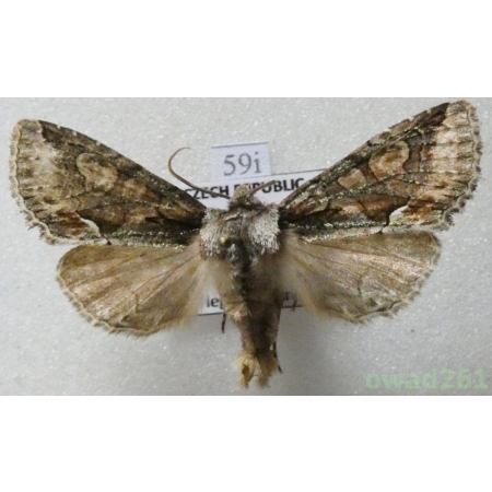 Allophyes oxyacanthae (Linnaeus, 1758) Czech59i